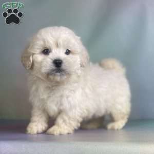 Marshmellow, Peekapoo Puppy